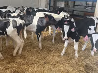 Taureau, Race Holstein — photo 3