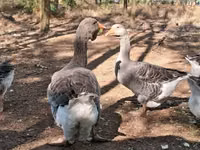 Geese — photo 4