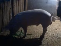 公猪, Pigs — 照片 1