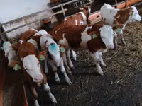 Byk, Simmental cattle — zdjęcie 4