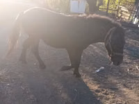 Cheval, Chevaux — photo 4