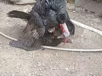 Turkeys — foto 1