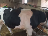 Býk, Russian Black pied cattle — foto 3