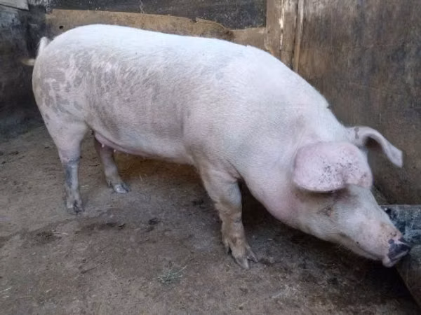 Porca, Porcos