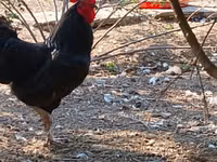 Chickens — foto 2