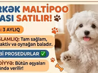 Erkək Maltipoo balası - Yaş: 5 aylıq - Xüsusiyyətlər: Tam sağlam, çox — сүрөт 2