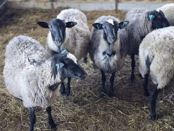 Bélier, Romanov sheep