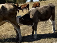 Touro, Vaca vermelha sem chifres — foto 4