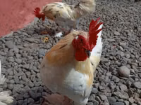 Chickens — foto 6