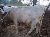 Бұқа, Charolais cattle — 1-сурет