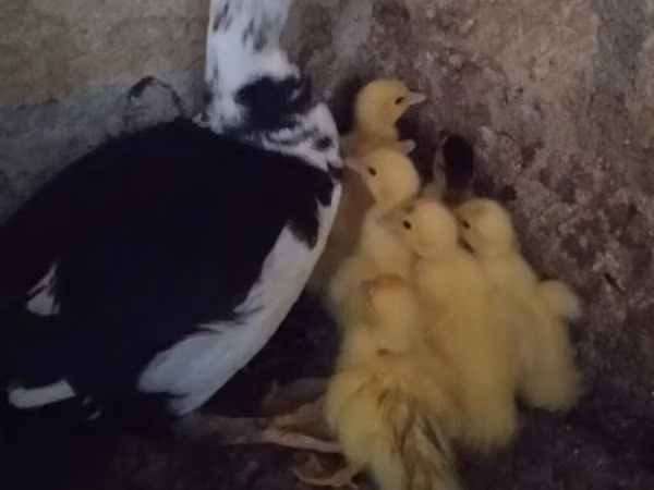 Ducks