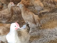 Chickens — foto 5