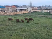 Owca, Owce — zdjęcie 2