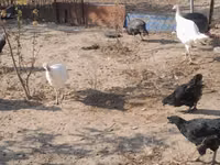Turkeys — foto 2