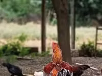 Chickens — Foto 2