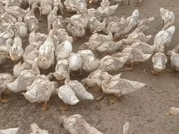 Ducks