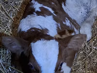 காளை, Simmental cattle — புகைப்படம் 3