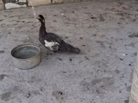 Ducks — Foto 2
