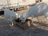 Kozel, Saanen goat — foto 6
