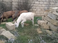 Goat, Goats — photo 2