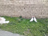 Turkeys — Foto 4
