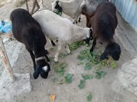 ვერძი, ცხვრები — ფოტო 4