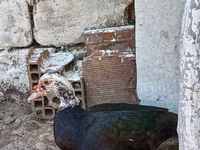 Ducks — Foto 2