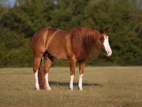 Aygır, Quarter Horse — foto 2