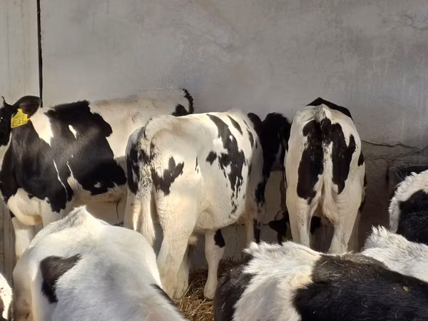Buqa, Russian Black pied cattle
