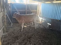 Býk, Simmental cattle — foto 1