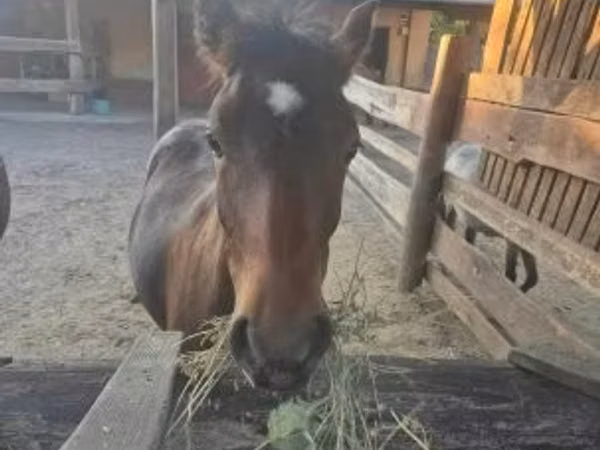 Cheval, Welsh Cob
