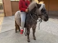 Kůň, Falabella — foto 1