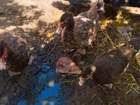 Ducks — الصورة 3