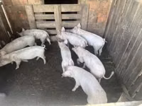 Świnie (partia, płeć nieokreślona) — zdjęcie 3
