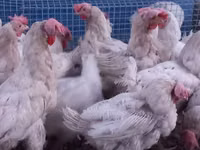 Leghorn — 2-rasm