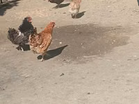 Chickens — foto 1
