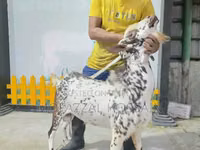 ஆண் ஆடு, Sicilian Barbaresca sheep — புகைப்படம் 2