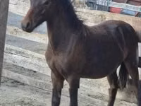 Cheval, Welsh Cob — photo 3