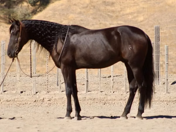 ცხენი, Friesian
