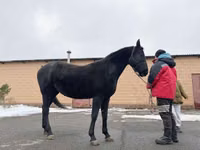 Toychoq, Akhal-Teke — 2-rasm
