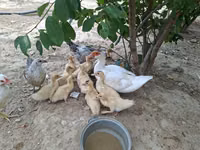Ducks — الصورة 6