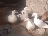 Ducks — foto 1