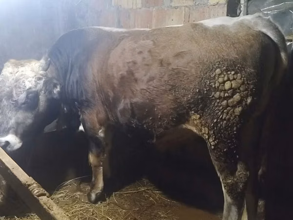 ხარი, Simmental cattle