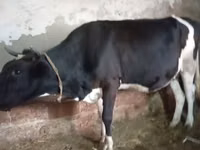 Sigir, Russian Black pied cattle — 7-rasm