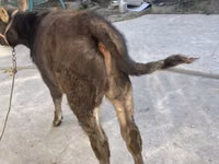 காளை, மாடுகள் — புகைப்படம் 2