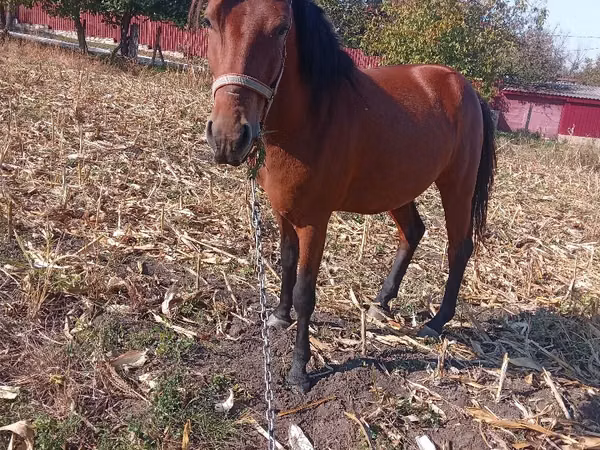 Mare, Horses