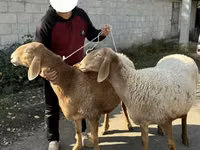 Koyun, Arashan sheep — foto 2