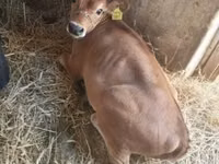母牛, Jersey breed — 照片 6