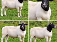 Carneiro, Beltex sheep — foto 2