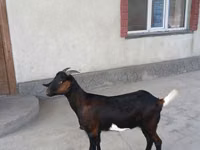 Goat, Nubian Goat — photo 5